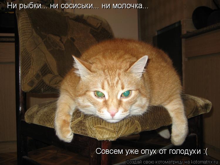 Ни рыбки... ни сосиськи... ни молочка... Совсем уже опух от голодухи :(... Котоматрица: Ни рыбки... ни сосиськи... ни молочка... Совсем уже опух от голодухи :(