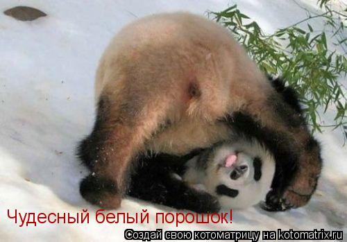 Чудесный белый порошок!... Котоматрица: Чудесный белый порошок!