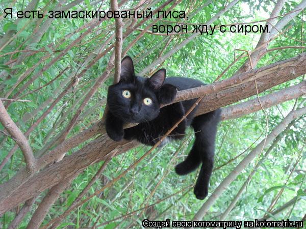 Я есть замаскированый лиса, ворон жду с сиром.... Котоматрица: Я есть замаскированый лиса, ворон жду с сиром.