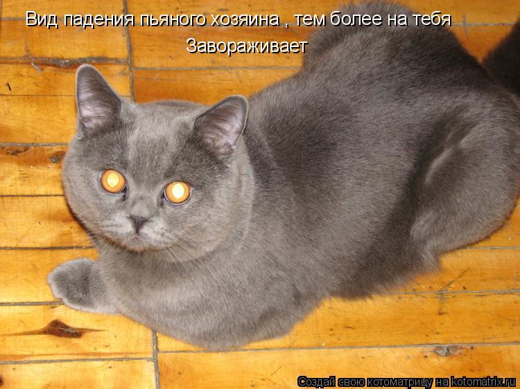Вид падения пьяного хозяина , тем более на тебя Завораживает... Котоматрица: Вид падения пьяного хозяина , тем более на тебя Завораживает