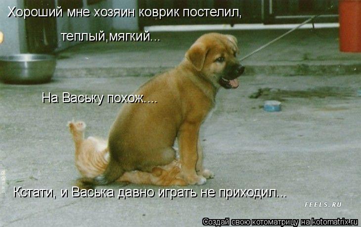 Хороший мне хозяин коврик постелил, теплый,мягкий... На Ваську похож.... Кстати, и Васька давно играт... Котоматрица: Хороший мне хозяин коврик постелил, теплый,мягкий... На Ваську похож.... Кстати, и Васька давно играть не приходил...