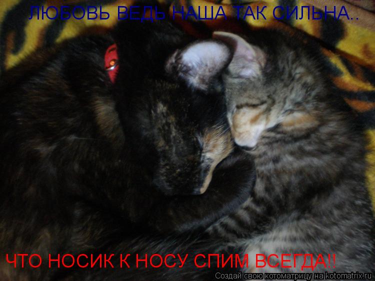 ЛЮБОВЬ ВЕДЬ НАША ТАК СИЛЬНА.. ЧТО НОСИК К НОСУ СПИМ ВСЕГДА!!... Котоматрица: ЛЮБОВЬ ВЕДЬ НАША ТАК СИЛЬНА.. ЧТО НОСИК К НОСУ СПИМ ВСЕГДА!!