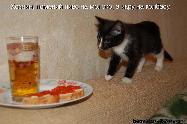 Хозяин, поменяй пиво на молоко, а икру на колбасу.... Котоматрица: Хозяин, поменяй пиво на молоко, а икру на колбасу.