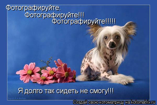 Фотографируйте. Фотографируйте!!! Фотографируйте!!!!! Я долго так сидеть не смогу!!!... Котоматрица: Фотографируйте. Фотографируйте!!! Фотографируйте!!!!! Я долго так сидеть не смогу!!!