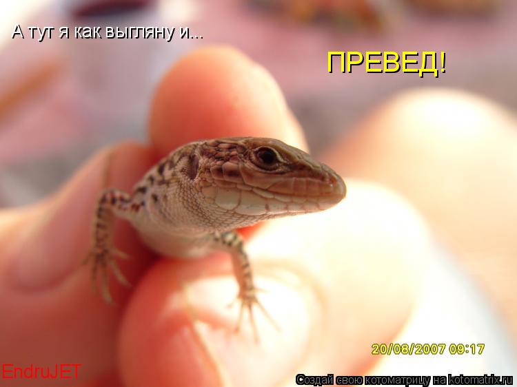 А тут я как выгляну и... ПРЕВЕД! EndruJET... Котоматрица: А тут я как выгляну и... ПРЕВЕД! EndruJET