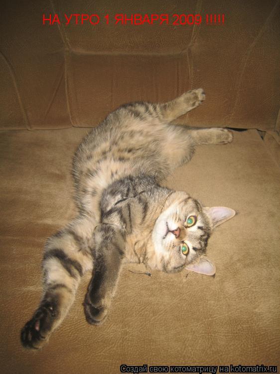 НА УТРО 1 ЯНВАРЯ 2009 !!!!!... Котоматрица: НА УТРО 1 ЯНВАРЯ 2009 !!!!!