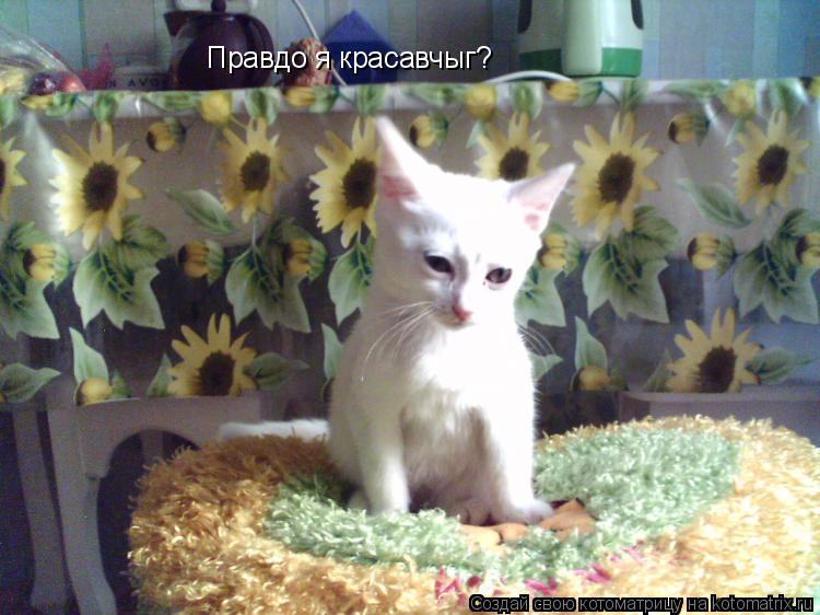 Правдо я красавчыг?... Котоматрица: Правдо я красавчыг?