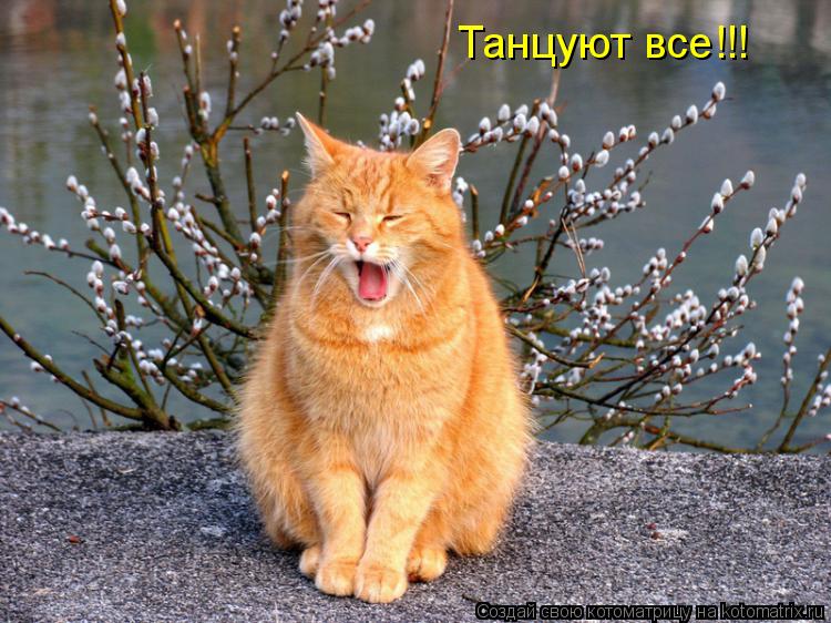 Танцуют все!!!... Котоматрица: Танцуют все!!!