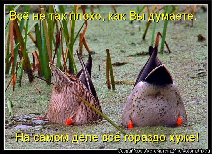 Всё не так плохо, как Вы думаете. На самом деле всё гораздо хуже!... Котоматрица: Всё не так плохо, как Вы думаете. На самом деле всё гораздо хуже!