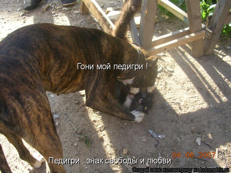 Гони мой педигри ! Педигри : знак свободы и любви... Котоматрица: Гони мой педигри ! Педигри : знак свободы и любви