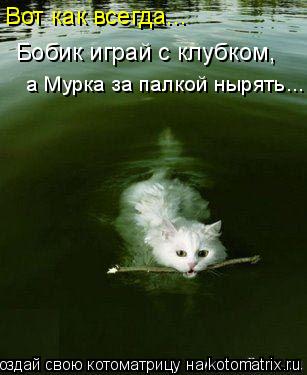 Вот как всегда... Бобик играй с клубком, а Мурка за палкой нырять...... Котоматрица: Вот как всегда... Бобик играй с клубком, а Мурка за палкой нырять...