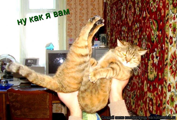 Котоматрица: ну как я вам