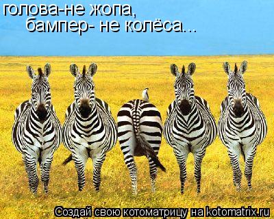 голова-не жопа, бампер- не колёса...... Котоматрица: голова-не жопа, бампер- не колёса...