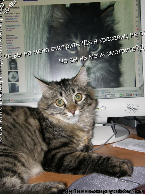Чо вы на меня смотрите?Да я красавиц не отрицаю!(а чтоб меня тогда в интернете нраслировали?)Но для п... Котоматрица: Чо вы на меня смотрите?Да я красавиц не отрицаю!(а чтоб меня тогда в интернете нраслировали?)Но для папараций у меня другое расписание! Чо вы