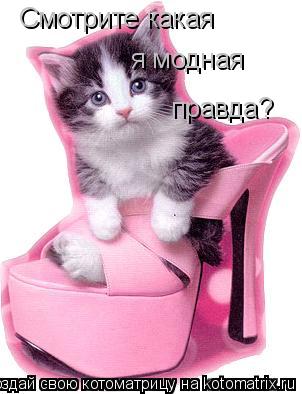 Смотрите какая я модная правда?... Котоматрица: Смотрите какая я модная правда?