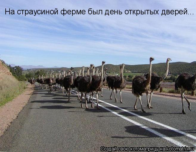 На страусиной ферме был день открытых дверей...... Котоматрица: На страусиной ферме был день открытых дверей...
