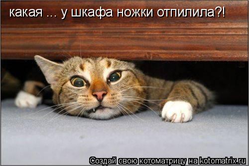 какая ... у шкафа ножки отпилила?!... Котоматрица: какая ... у шкафа ножки отпилила?!
