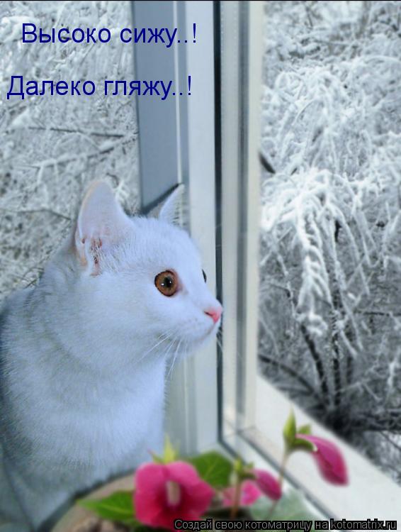 Высоко сижу..! Далеко гляжу..!... Котоматрица: Высоко сижу..! Далеко гляжу..!