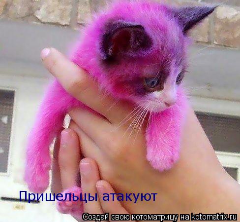 Пришельцы атакуют... Котоматрица: Пришельцы атакуют
