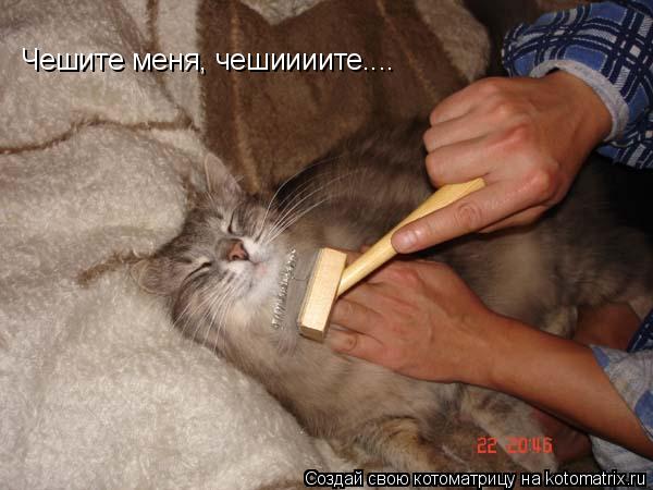 Чешите меня, чешиииите....... Котоматрица: Чешите меня, чешиииите....