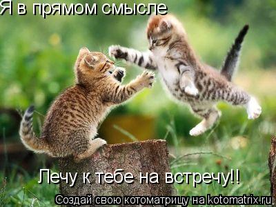 Котоматрица: Я в прямом смысле Лечу к тебе на встречу!!