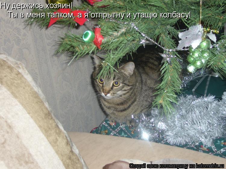 Ну держись хозяин! Ты в меня тапком, а я отпрыгну и утащю колбасу!... Котоматрица: Ну держись хозяин! Ты в меня тапком, а я отпрыгну и утащю колбасу!