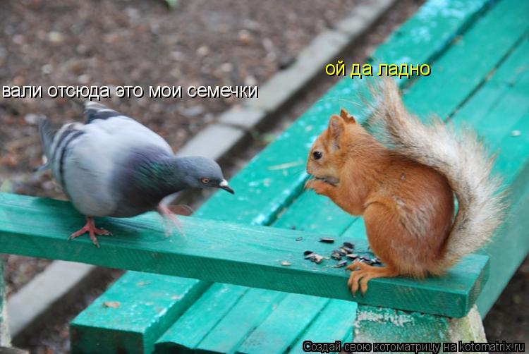 вали отсюда это мои семечки ой да ладно... Котоматрица: вали отсюда это мои семечки ой да ладно