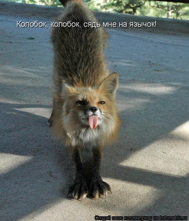 Колобок, колобок, сядь мне на язычок!... Котоматрица: Колобок, колобок, сядь мне на язычок!
