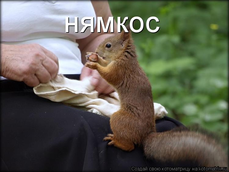 Котоматрица: нямкос