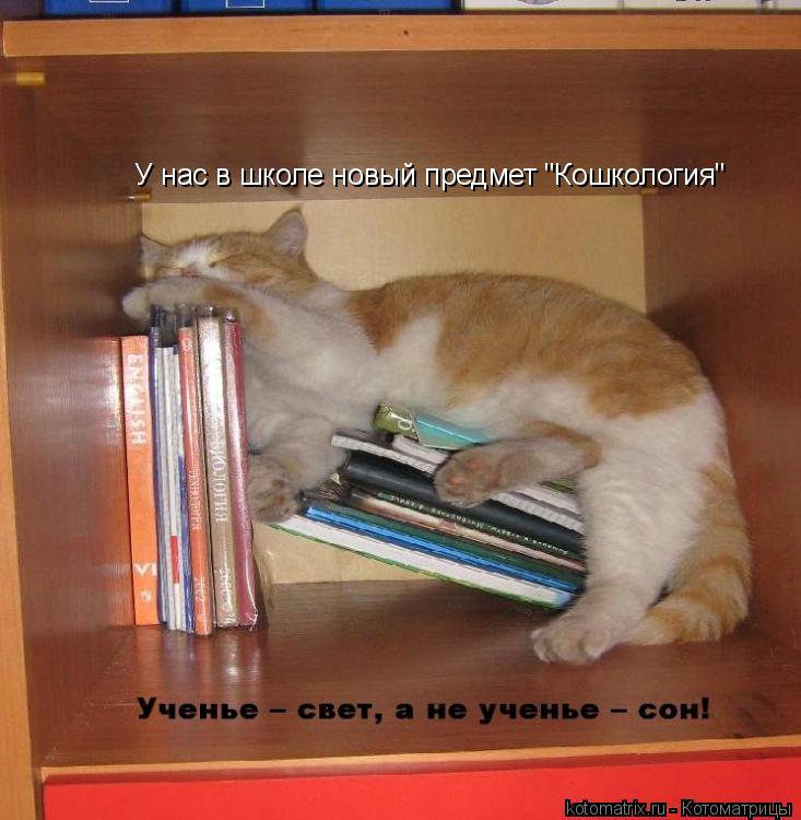 У нас в школе новый предмет "Кошкология"... Котоматрица: У нас в школе новый предмет "Кошкология"