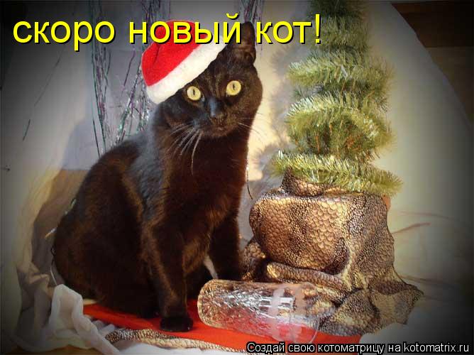 Котоматрица: скоро новый кот!