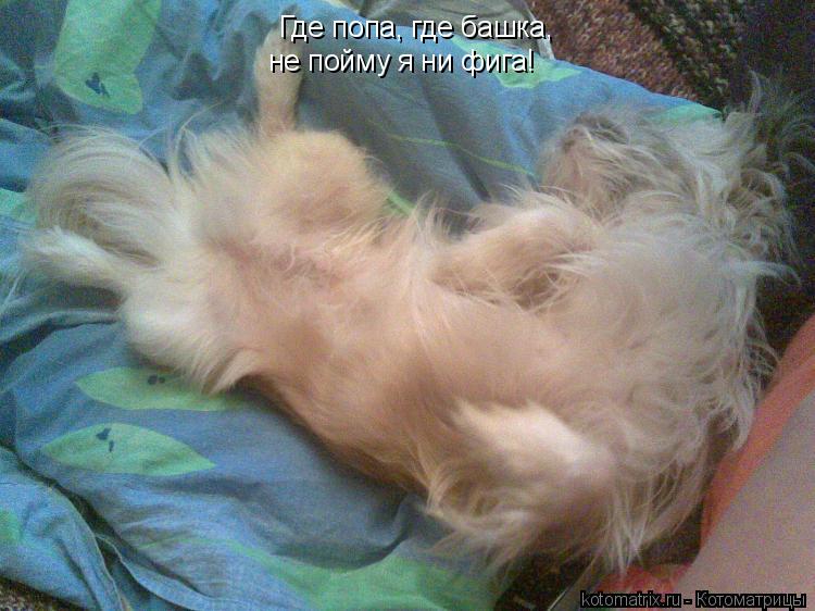 Где попа, где башка, не пойму я ни фига!... Котоматрица: Где попа, где башка, не пойму я ни фига!