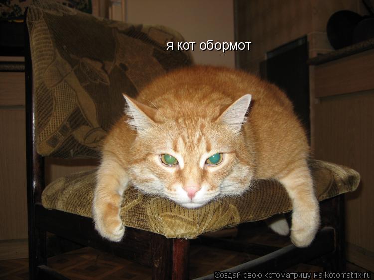 я кот обормот... Котоматрица: я кот обормот