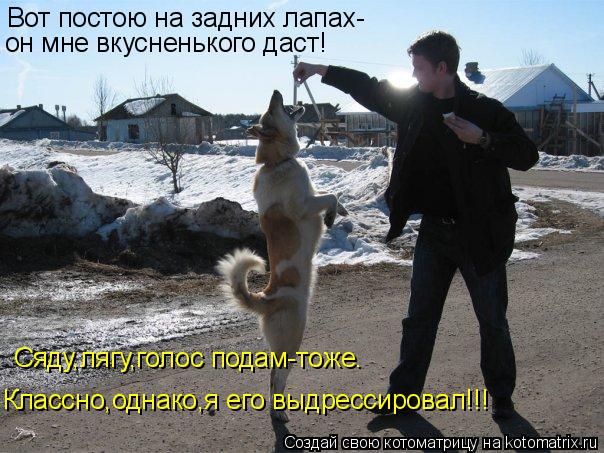 Котоматрица: Вот постою на задних лапах- он мне вкусненького даст! Классно,однако,я его выдрессировал!!! Сяду,лягу,голос подам-тоже.