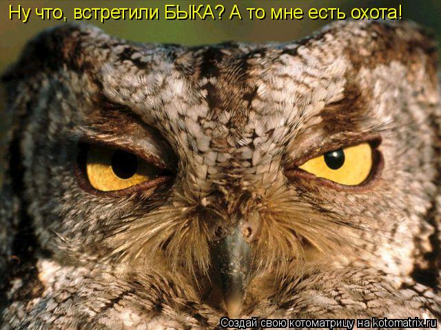 Котоматрица: Ну что, встретили БЫКА? А то мне есть охота!