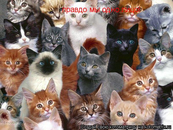 правдо мы одно лицо!... Котоматрица: правдо мы одно лицо!