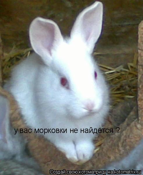 у вас морковки не найдётся ?... Котоматрица: у вас морковки не найдётся ?