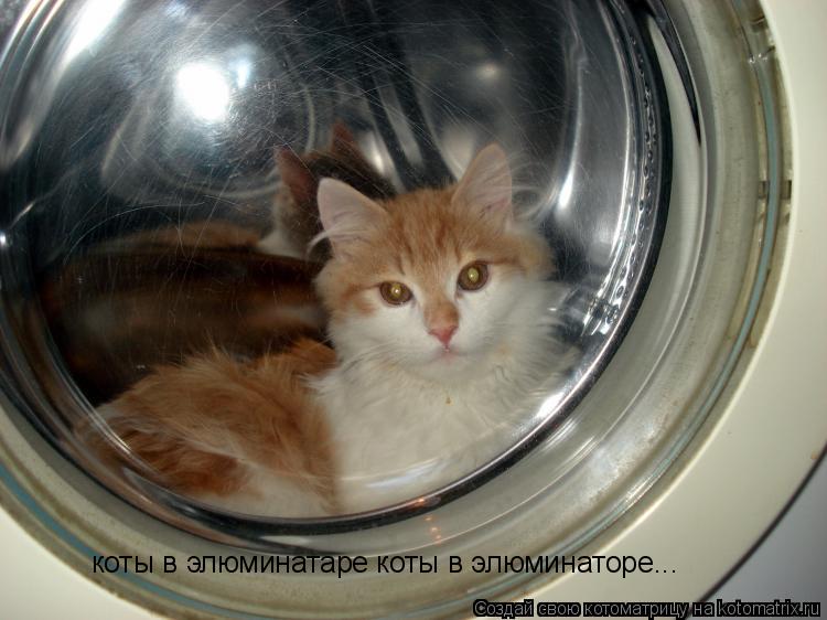 коты в элюминатаре коты в элюминаторе...... Котоматрица: коты в элюминатаре коты в элюминаторе...