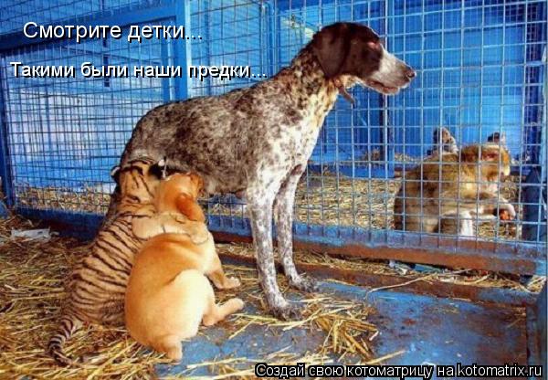 Котоматрица: Такими были наши предки... Смотрите детки...