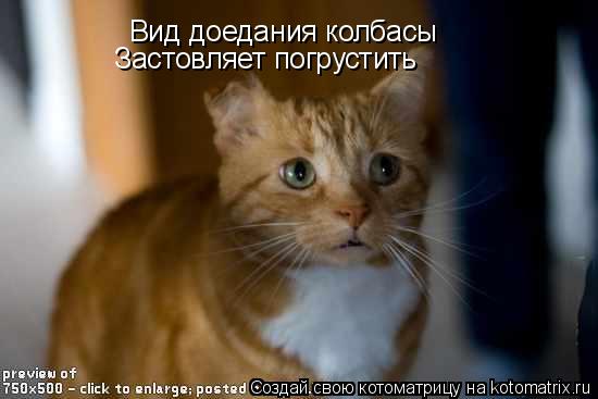 Вид доедания колбасы Застовляет погрустить... Котоматрица: Вид доедания колбасы Застовляет погрустить