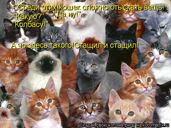 -"Среди этих кошек сложно отыскать вещь! -"Какую?" -"Колбасу!" -"Да,ну!" А чо здесь такого!Стащил и с... Котоматрица: -"Среди этих кошек сложно отыскать вещь! -"Какую?" -"Колбасу!" -"Да,ну!" А чо здесь такого!Стащил и стащил!
