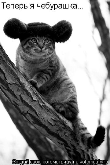 Теперь я чебурашка...... Котоматрица: Теперь я чебурашка...