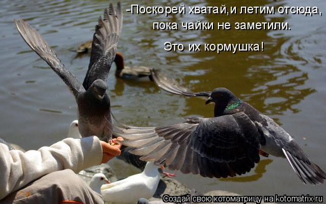 -Поскорей хватай,и летим отсюда, пока чайки не заметили. Это их кормушка!... Котоматрица: -Поскорей хватай,и летим отсюда, пока чайки не заметили. Это их кормушка!