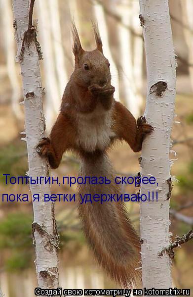 Топтыгин,пролазь скорее, пока я ветки удерживаю!!!... Котоматрица: Топтыгин,пролазь скорее, пока я ветки удерживаю!!!