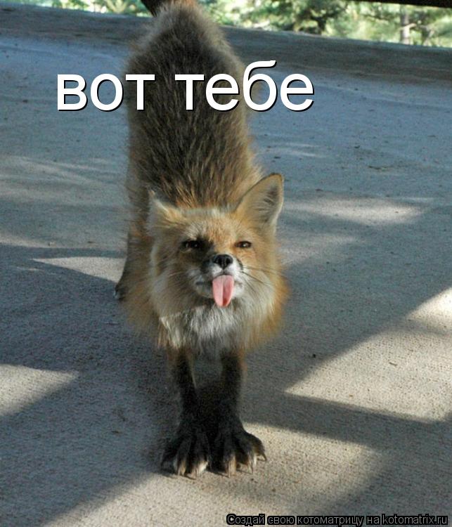 вот тебе... Котоматрица: вот тебе
