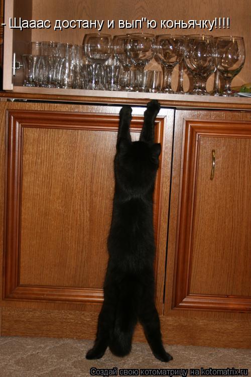 - Щааас достану и вып"ю коньячку!!!!... Котоматрица: - Щааас достану и вып"ю коньячку!!!!