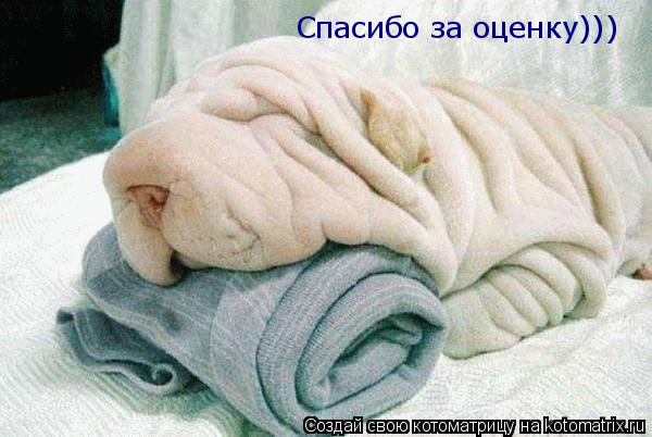 Спасибо за оценку)))... Котоматрица: Спасибо за оценку)))
