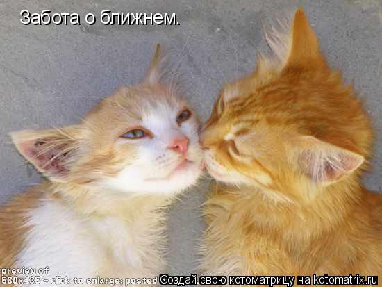 Забота о ближнем.... Котоматрица: Забота о ближнем.