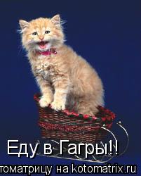Еду в Гагры!!... Котоматрица: Еду в Гагры!!