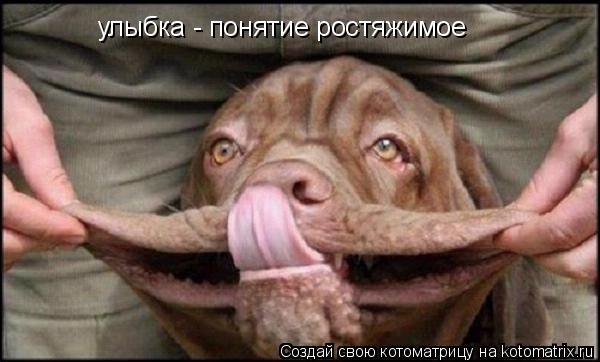 улыбка - понятие ростяжимое... Котоматрица: улыбка - понятие ростяжимое